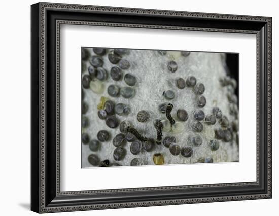 Bombyx Mori (Common Silkmoth) - Eggs with Some Newly Hatched Silkworms-Paul Starosta-Framed Photographic Print