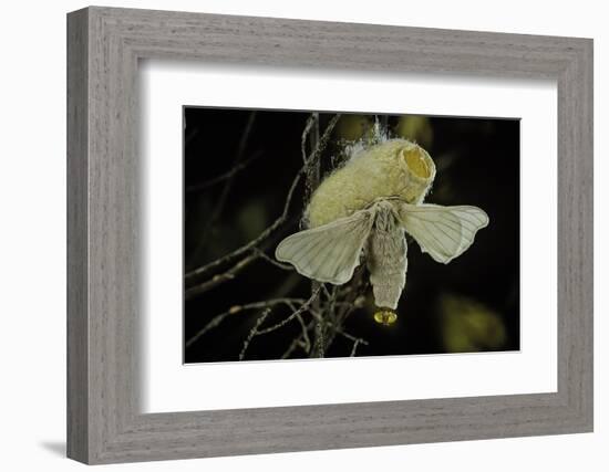 Bombyx Mori (Common Silkmoth) - Female Exposing its Scent Glands (Sacculi Laterales) to Attract Mal-Paul Starosta-Framed Photographic Print