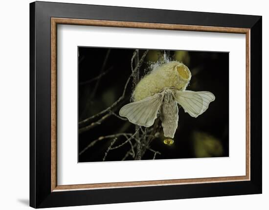 Bombyx Mori (Common Silkmoth) - Female Exposing its Scent Glands (Sacculi Laterales) to Attract Mal-Paul Starosta-Framed Photographic Print