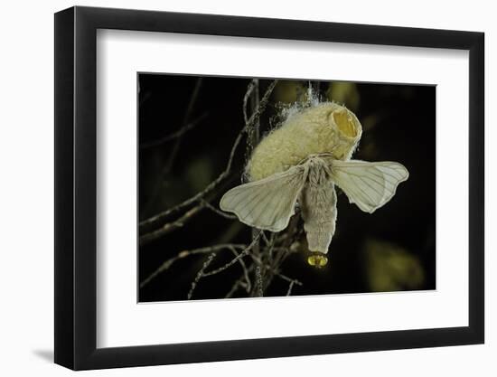 Bombyx Mori (Common Silkmoth) - Female Exposing its Scent Glands (Sacculi Laterales) to Attract Mal-Paul Starosta-Framed Photographic Print