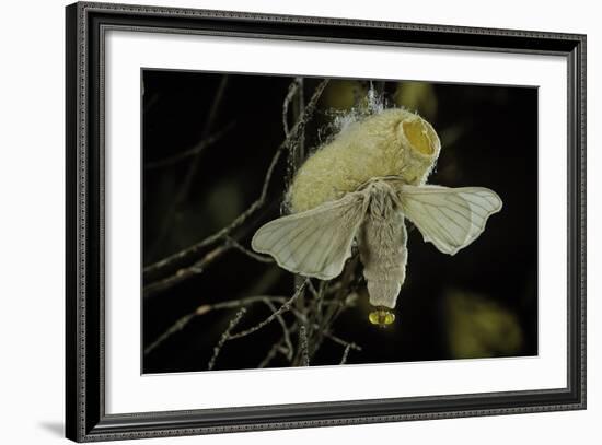 Bombyx Mori (Common Silkmoth) - Female Exposing its Scent Glands (Sacculi Laterales) to Attract Mal-Paul Starosta-Framed Photographic Print