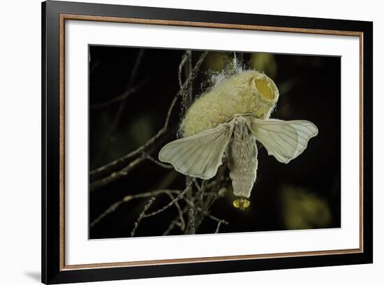 Bombyx Mori (Common Silkmoth) - Female Exposing its Scent Glands (Sacculi Laterales) to Attract Mal-Paul Starosta-Framed Photographic Print