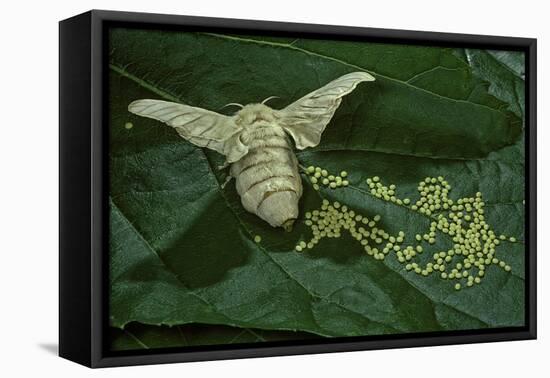 Bombyx Mori (Common Silkmoth) - Female Laying Eggs on Mulberry Leaf-Paul Starosta-Framed Premier Image Canvas