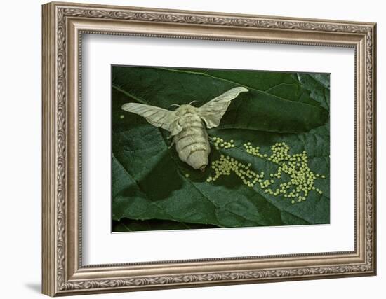 Bombyx Mori (Common Silkmoth) - Female Laying Eggs on Mulberry Leaf-Paul Starosta-Framed Photographic Print