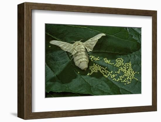 Bombyx Mori (Common Silkmoth) - Female Laying Eggs on Mulberry Leaf-Paul Starosta-Framed Photographic Print