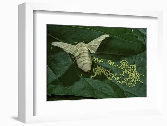 Bombyx Mori (Common Silkmoth) - Female Laying Eggs on Mulberry Leaf-Paul Starosta-Framed Photographic Print