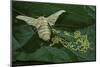 Bombyx Mori (Common Silkmoth) - Female Laying Eggs on Mulberry Leaf-Paul Starosta-Mounted Photographic Print