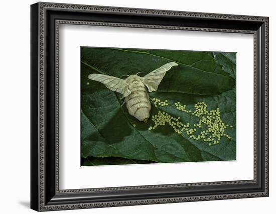 Bombyx Mori (Common Silkmoth) - Female Laying Eggs on Mulberry Leaf-Paul Starosta-Framed Photographic Print