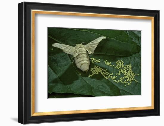 Bombyx Mori (Common Silkmoth) - Female Laying Eggs on Mulberry Leaf-Paul Starosta-Framed Photographic Print