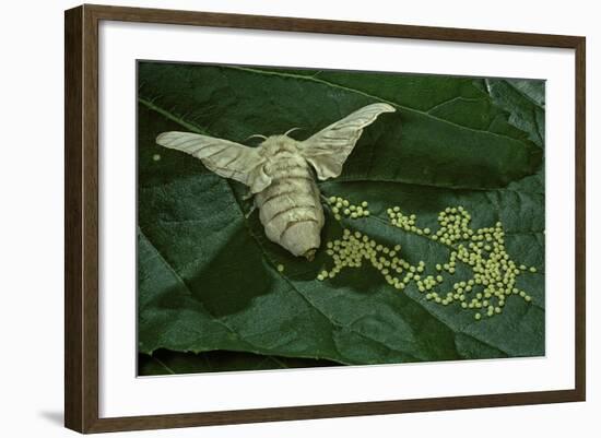 Bombyx Mori (Common Silkmoth) - Female Laying Eggs on Mulberry Leaf-Paul Starosta-Framed Photographic Print