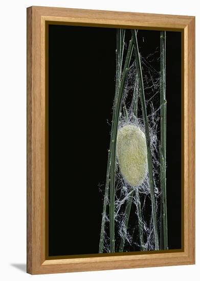 Bombyx Mori (Common Silkmoth) - Larva or Silkworm Spinning Cocoon-Paul Starosta-Framed Premier Image Canvas