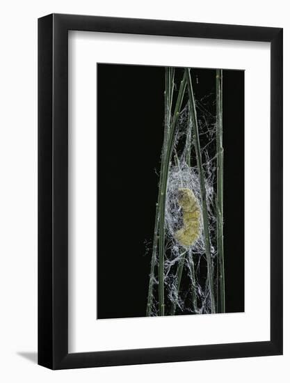 Bombyx Mori (Common Silkmoth) - Larva or Silkworm Spinning Cocoon-Paul Starosta-Framed Photographic Print