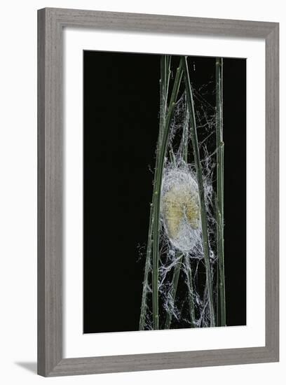 Bombyx Mori (Common Silkmoth) - Larva or Silkworm Spinning Cocoon-Paul Starosta-Framed Photographic Print