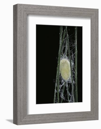 Bombyx Mori (Common Silkmoth) - Larva or Silkworm Spinning Cocoon-Paul Starosta-Framed Photographic Print