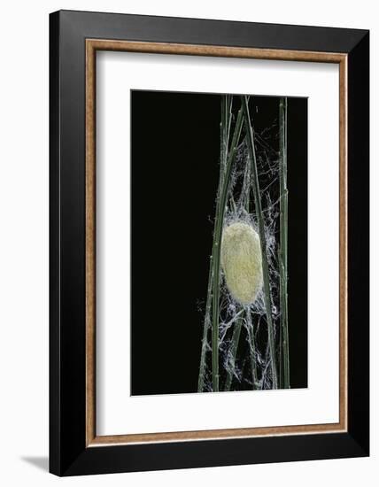 Bombyx Mori (Common Silkmoth) - Larva or Silkworm Spinning Cocoon-Paul Starosta-Framed Photographic Print