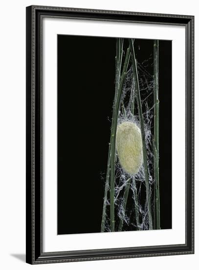 Bombyx Mori (Common Silkmoth) - Larva or Silkworm Spinning Cocoon-Paul Starosta-Framed Photographic Print