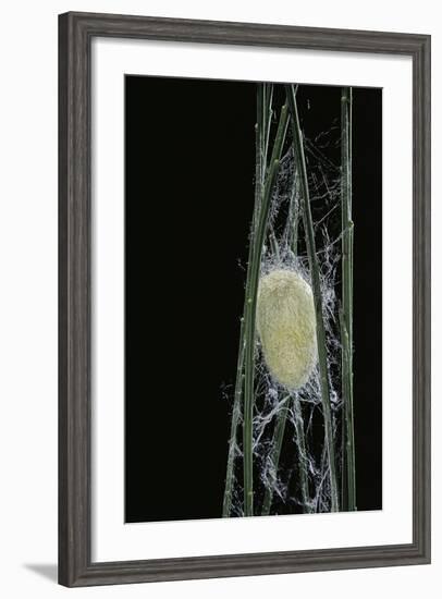 Bombyx Mori (Common Silkmoth) - Larva or Silkworm Spinning Cocoon-Paul Starosta-Framed Photographic Print