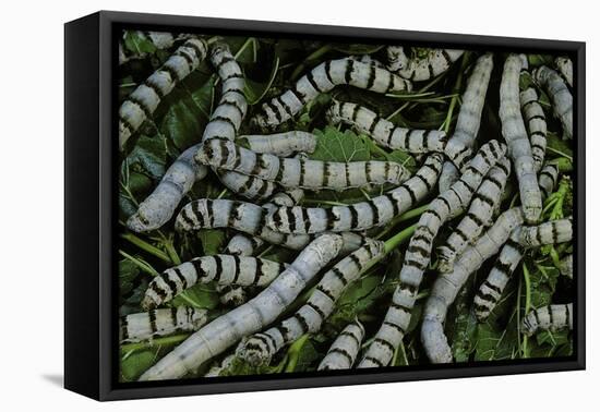 Bombyx Mori (Common Silkmoth) - Larvae or Silkworms with Mulberry Leaves-Paul Starosta-Framed Premier Image Canvas