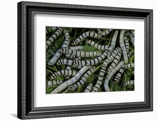 Bombyx Mori (Common Silkmoth) - Larvae or Silkworms with Mulberry Leaves-Paul Starosta-Framed Premium Photographic Print