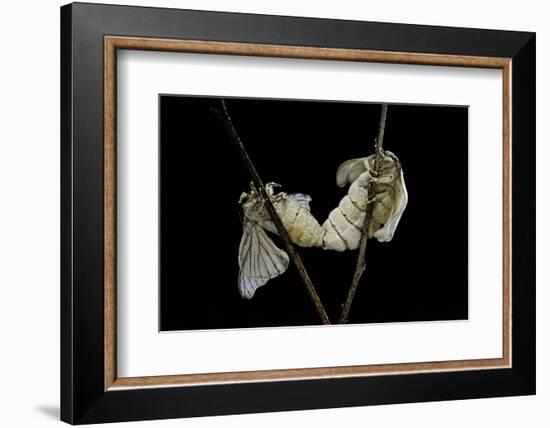 Bombyx Mori (Common Silkmoth) - Mating-Paul Starosta-Framed Photographic Print