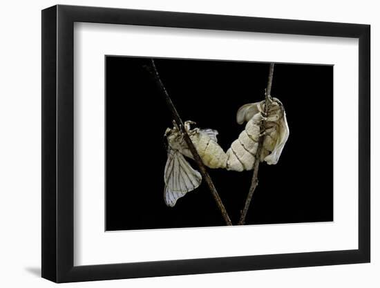 Bombyx Mori (Common Silkmoth) - Mating-Paul Starosta-Framed Photographic Print