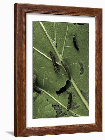 Bombyx Mori (Common Silkmoth) - Young Larvae or Silkworms Feeding on Mulberry Leaf-Paul Starosta-Framed Premium Photographic Print