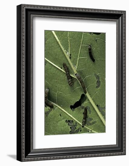 Bombyx Mori (Common Silkmoth) - Young Larvae or Silkworms Feeding on Mulberry Leaf-Paul Starosta-Framed Photographic Print