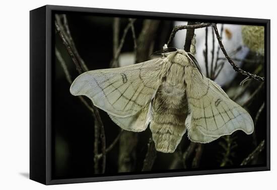 Bombyx Mori (Common Silkmoth)-Paul Starosta-Framed Premier Image Canvas