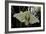 Bombyx Mori (Common Silkmoth)-Paul Starosta-Framed Photographic Print