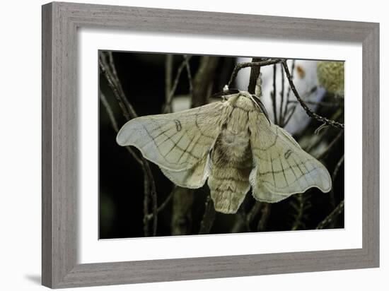 Bombyx Mori (Common Silkmoth)-Paul Starosta-Framed Photographic Print