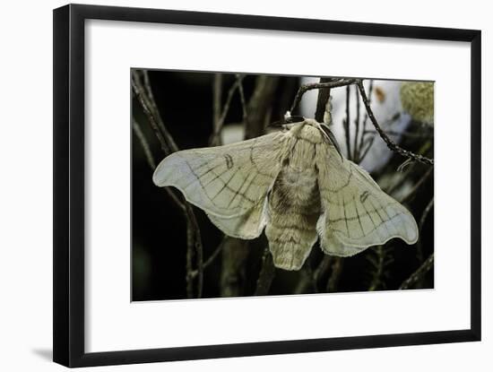 Bombyx Mori (Common Silkmoth)-Paul Starosta-Framed Photographic Print