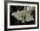 Bombyx Mori (Common Silkmoth)-Paul Starosta-Framed Photographic Print