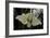 Bombyx Mori (Common Silkmoth)-Paul Starosta-Framed Photographic Print