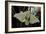 Bombyx Mori (Common Silkmoth)-Paul Starosta-Framed Photographic Print