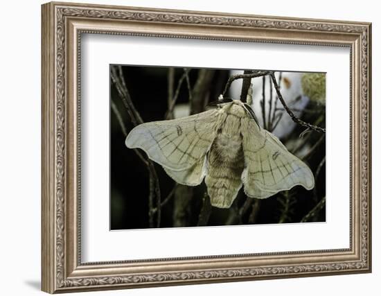 Bombyx Mori (Common Silkmoth)-Paul Starosta-Framed Photographic Print