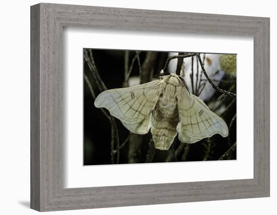 Bombyx Mori (Common Silkmoth)-Paul Starosta-Framed Photographic Print