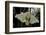 Bombyx Mori (Common Silkmoth)-Paul Starosta-Framed Photographic Print