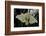 Bombyx Mori (Common Silkmoth)-Paul Starosta-Framed Photographic Print