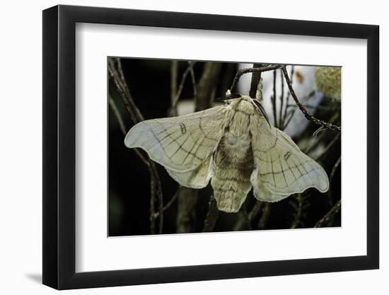 Bombyx Mori (Common Silkmoth)-Paul Starosta-Framed Photographic Print