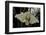 Bombyx Mori (Common Silkmoth)-Paul Starosta-Framed Photographic Print