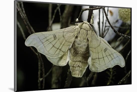 Bombyx Mori (Common Silkmoth)-Paul Starosta-Mounted Photographic Print