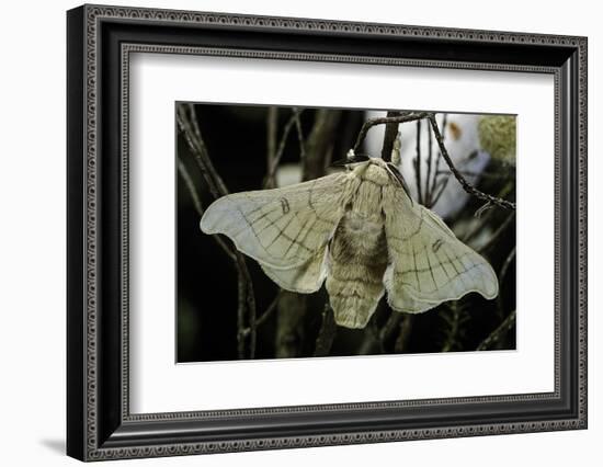 Bombyx Mori (Common Silkmoth)-Paul Starosta-Framed Photographic Print