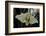 Bombyx Mori (Common Silkmoth)-Paul Starosta-Framed Photographic Print