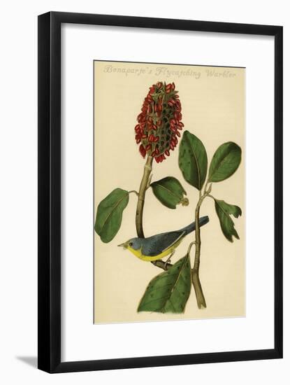 Bonaparte's Flycatching Warbler-John James Audubon-Framed Art Print