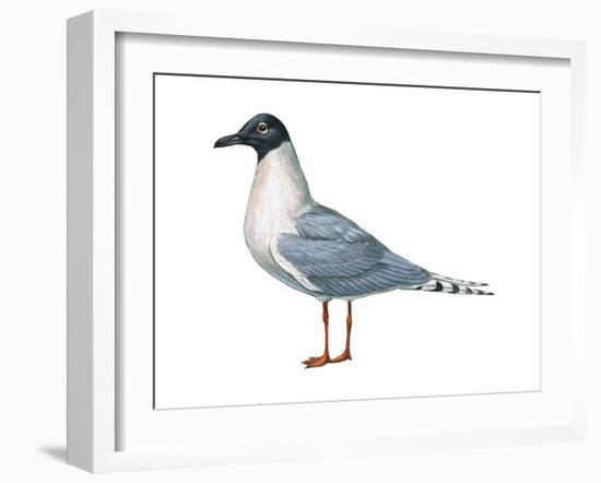 Bonaparte's Gull (Larus Philadelphia), Birds-Encyclopaedia Britannica-Framed Art Print