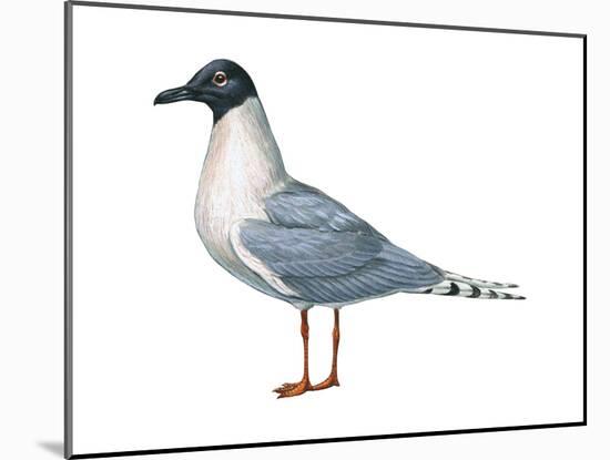 Bonaparte's Gull (Larus Philadelphia), Birds-Encyclopaedia Britannica-Mounted Art Print