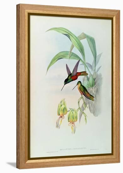 Bonaparte's Star Fronted Hummingbird-John Gould-Framed Premier Image Canvas