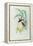 Bonaparte's Star Fronted Hummingbird-John Gould-Framed Premier Image Canvas