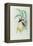 Bonaparte's Star Fronted Hummingbird-John Gould-Framed Premier Image Canvas