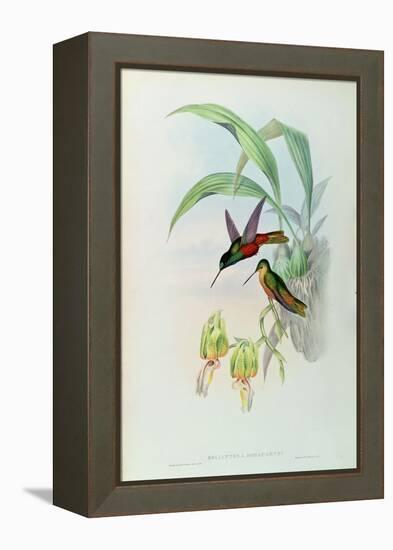 Bonaparte's Star Fronted Hummingbird-John Gould-Framed Premier Image Canvas